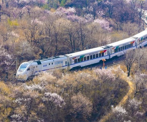 一条“开往春天的列车”带你穿越漫山遍野的花海